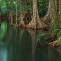 mangroves